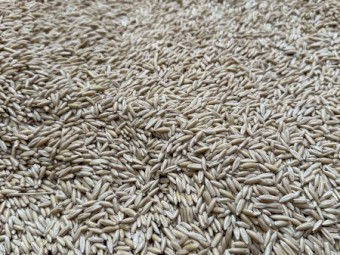 10 mt Yallara Oat Seed