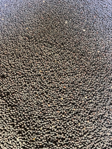 30mt Rasina Vetch Seed