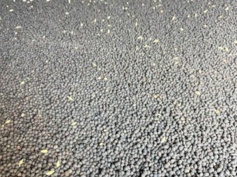 30mt Rasina Vetch Seed