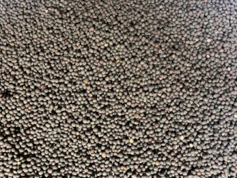 30mt Rasina Vetch Seed