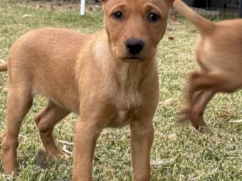 Pure Bred Kelpie Bitches