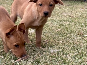 Pure Bred Kelpie Bitches