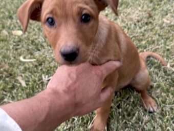 Pure Bred Kelpie Bitches