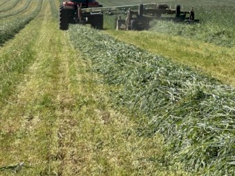 150mt Cereal Rye Hay 8x4x3 Bales