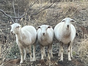 Australian White Ewes x 20