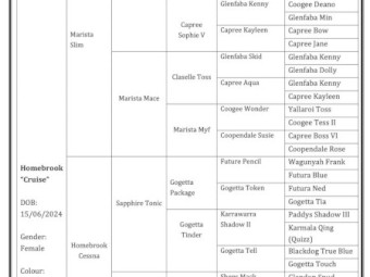 Started Registered WKC kelpie