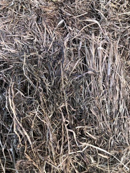 500 x Lucerne / Barley Silage 6x4x3 Bales