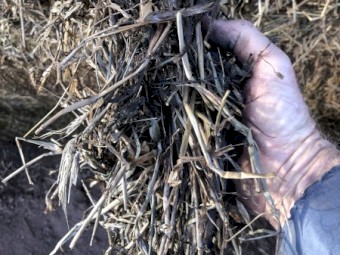 500 x Lucerne / Barley Silage 6x4x3 Bales