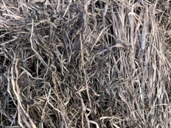 500 x Lucerne / Barley Silage 6x4x3 Bales