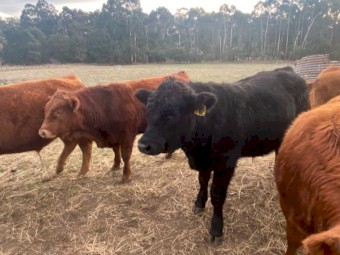 Stud Limousin Bulls registered with Australian Limousin Society