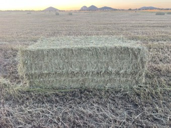 100T of humidicola hay cut with 6 knives