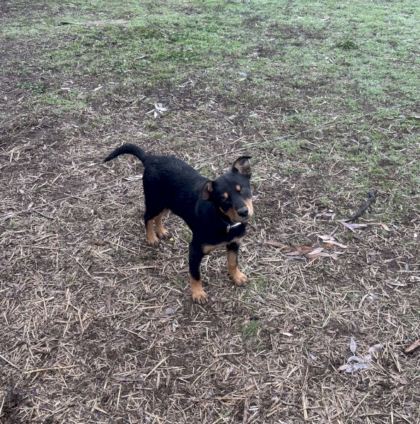 Kelpie pup