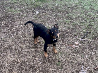 Kelpie pup