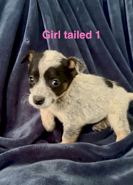 Female Blue Heeler