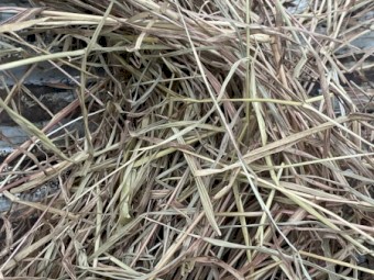 Rhodes Grass Hay Round Bales no gst so $220 a bale