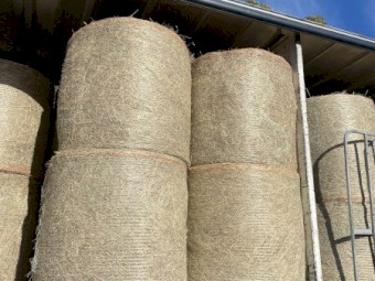Rhodes Grass Hay Round Bales no gst so $220 a bale
