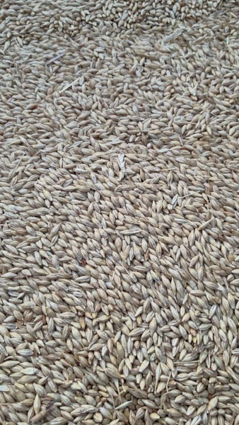 10-15/mt BAR1 Barley