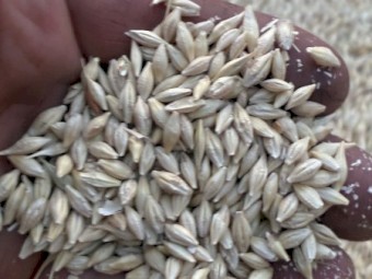 10-15/mt BAR1 Barley