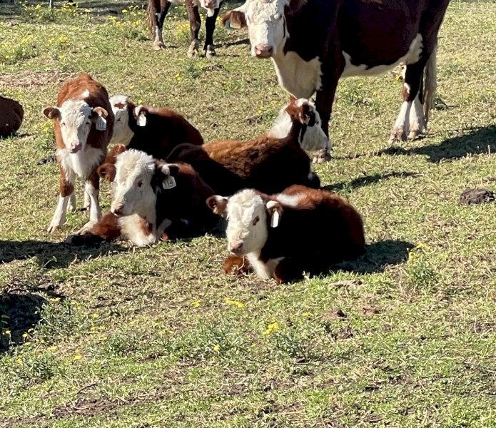 Pure Hereford Weaned Heifers