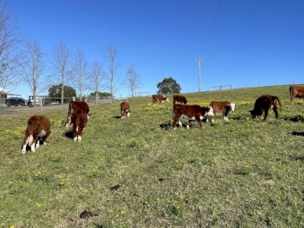 Pure Hereford Weaned Heifers