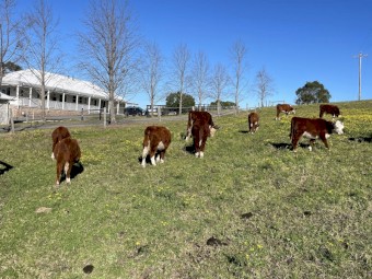 Pure Hereford Weaned Heifers