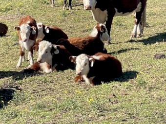 Pure Hereford Weaned Heifers