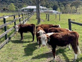 Pure Hereford Weaned Heifers