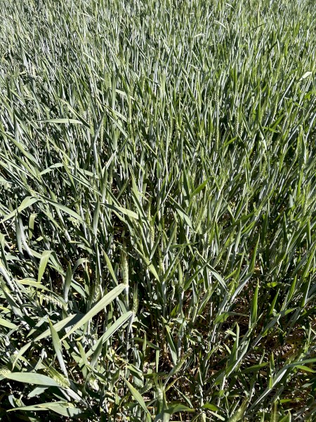 500mt Wheat Hay 8x4x3 Bales