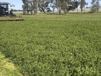 550mt Vetch Hay 660kg 8x4x3 Bales