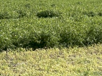 550mt Vetch Hay 660kg 8x4x3 Bales