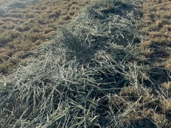 750mt Wheaten Hay 580-600kg 8x4x3 Bales