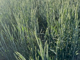 750mt Wheaten Hay 580-600kg 8x4x3 Bales