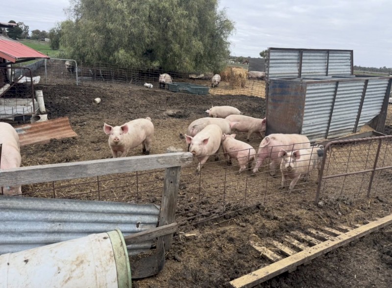 Pigs and Sows of Different Ages