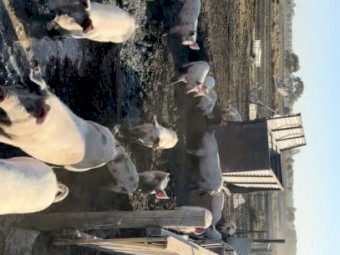 Pigs and Sows of Different Ages