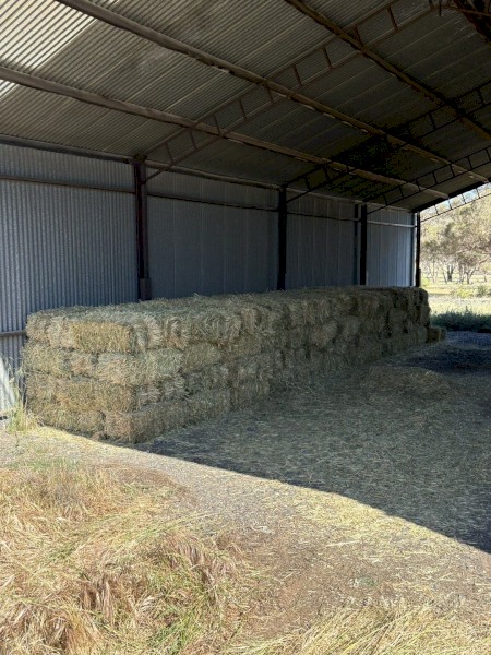Wheaten Hay Small Squares
