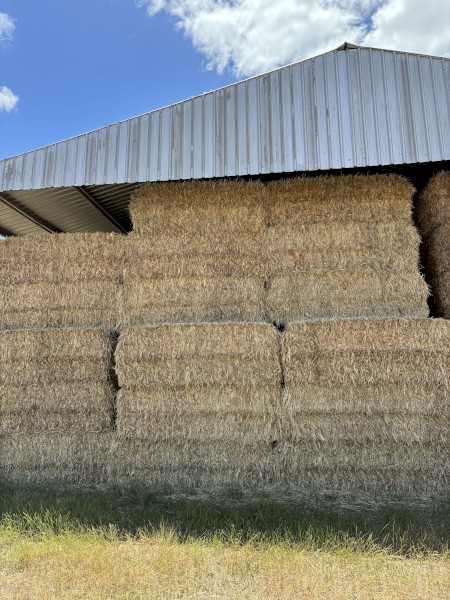 240mt Oaten Vetch Rye Mix Hay 770kg 8x4x3 Bales