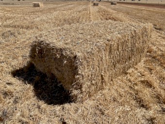 200mt Barley Straw 8x4x3 Bales