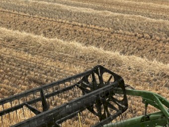 200mt Barley Straw 8x4x3 Bales