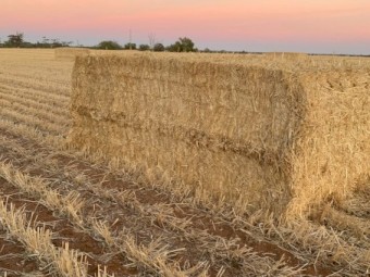 200mt Barley Straw 500kg 8x4x3 Bales