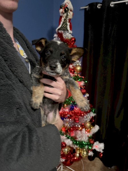 PURE BRED Blue Heeler/cattle dog puppies