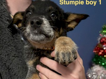 PURE BRED Blue Heeler/cattle dog puppies