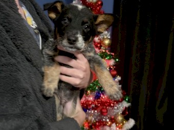PURE BRED Blue Heeler/cattle dog puppies