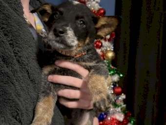 PURE BRED Blue Heeler/cattle dog puppies