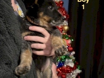 PURE BRED Blue Heeler/cattle dog puppies