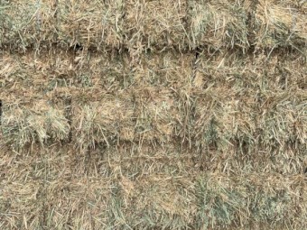 Oaten Hay Small Squares