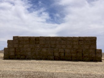 80mt Wheaten Hay 650kg 8x4x3 Bales