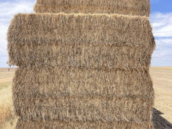 80mt Wheaten Hay 650kg 8x4x3 Bales