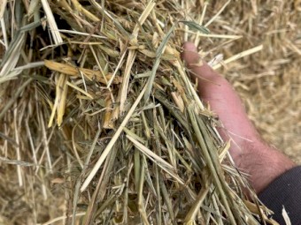 Hay and Straw