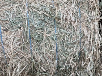 Hay and Straw
