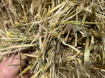Hay and Straw